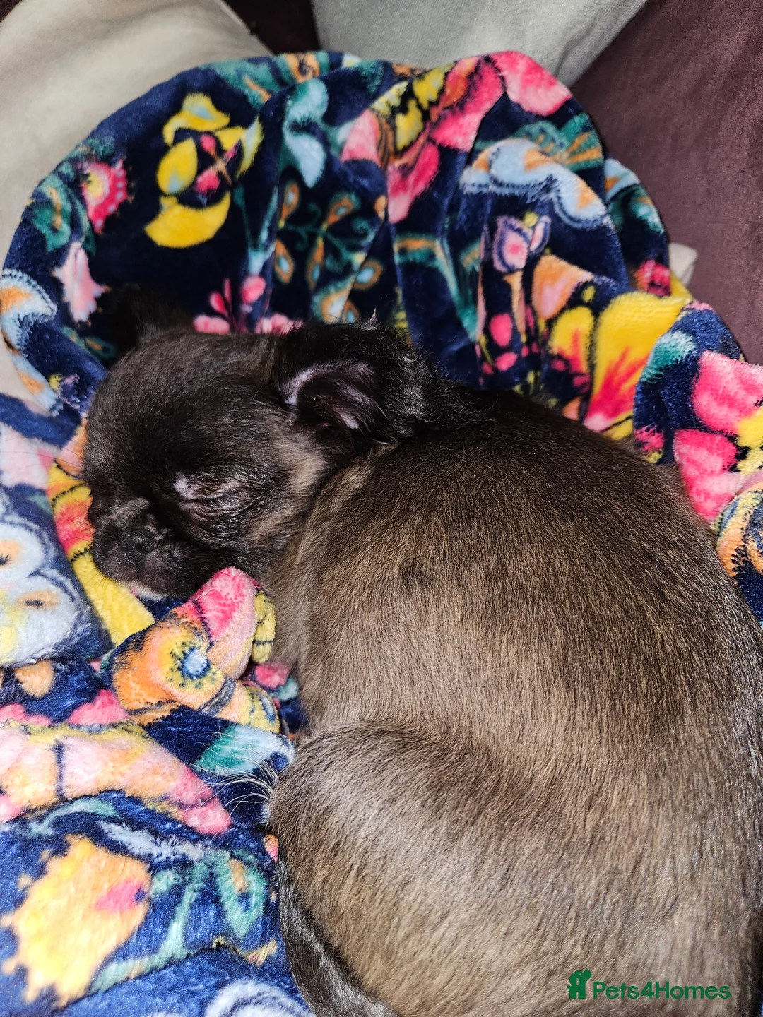 Chihuahua dogs for sale: Bow, long haired apple head chihuahua  - Advert 10