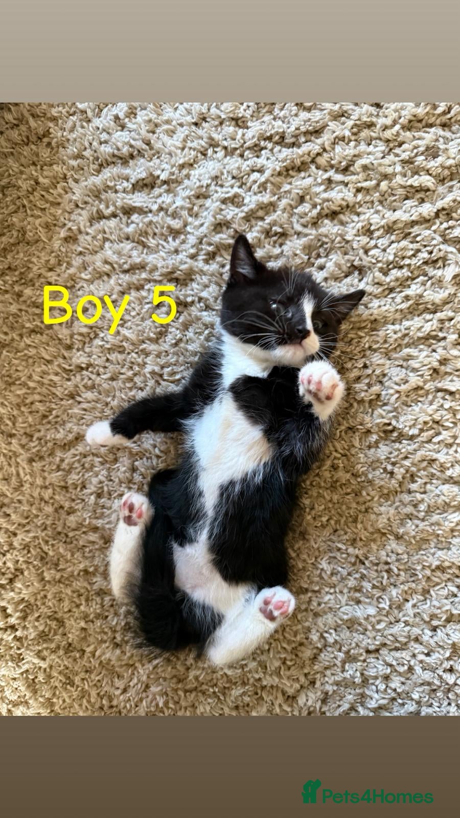 Mixed Breed cats Seven adorable kittens ❤️❤️❤️  - Advert 3