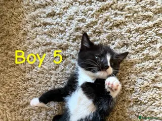 Mixed Breed cats Seven adorable kittens ❤️❤️❤️ - Advert 3