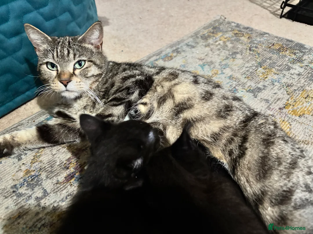 Mixed Breed cats for sale: 4 Beautiful Girls!! in Mitcheldean - Advert 2