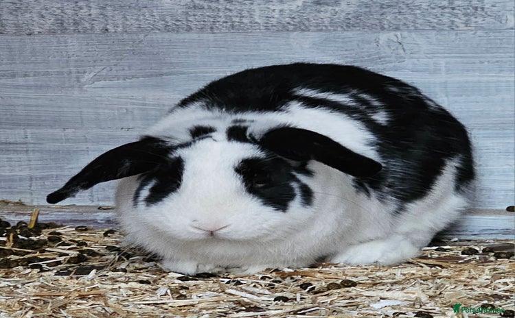 Dutch rabbits - Advert 6