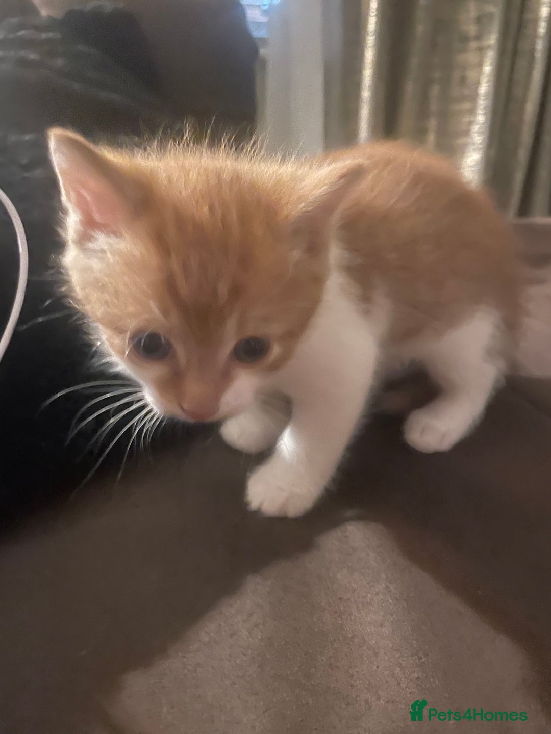 Mixed Breed cats for sale: Beautiful kittens  - Image 4
