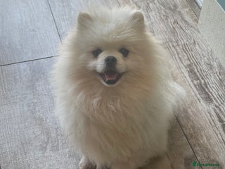 Pomeranian dogs in Pontefract - Advert 10