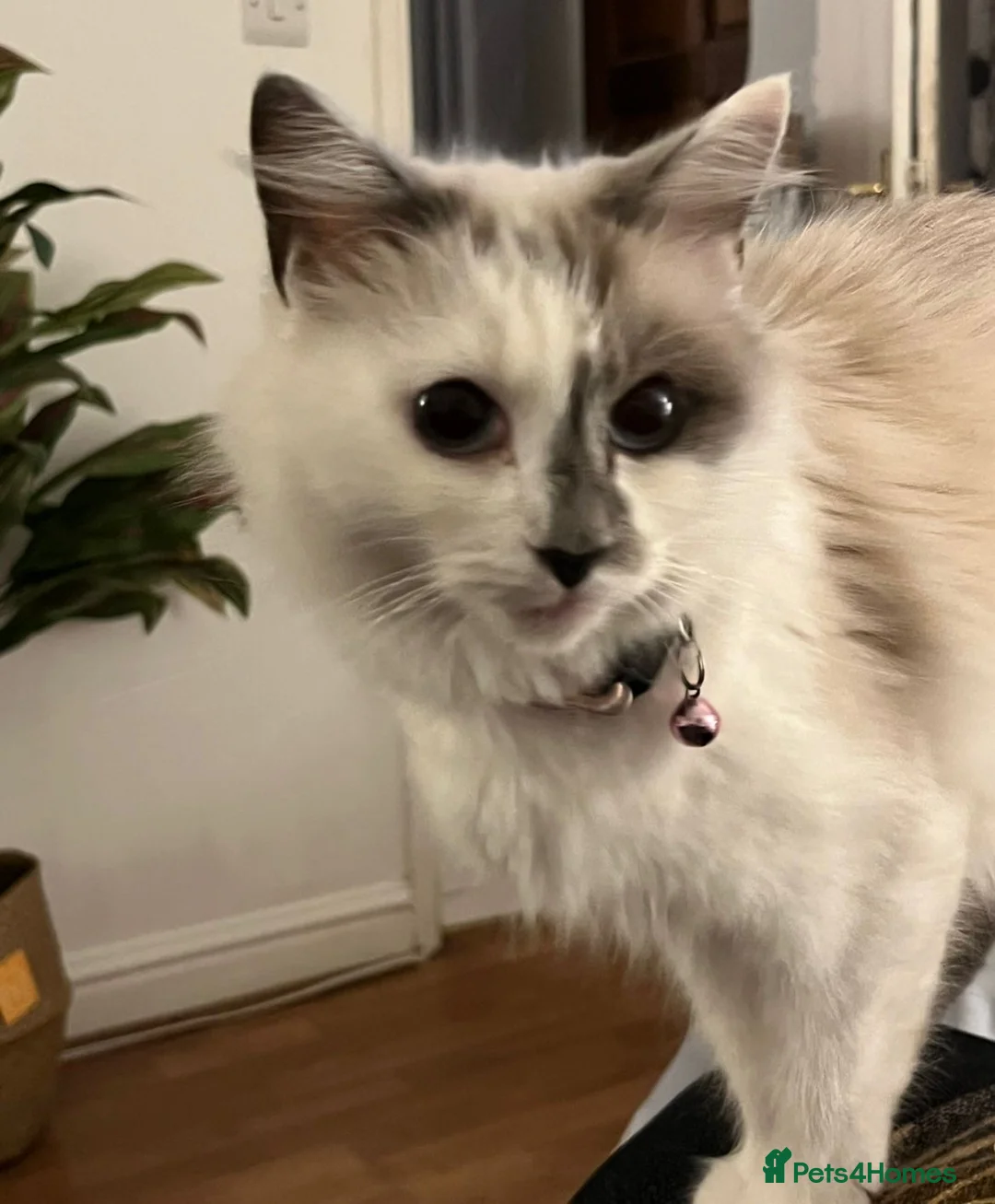 Ragdoll cats for sale: Beautiful Ragdoll x Bengal/Tabby Kittens  in Staines - Advert 2