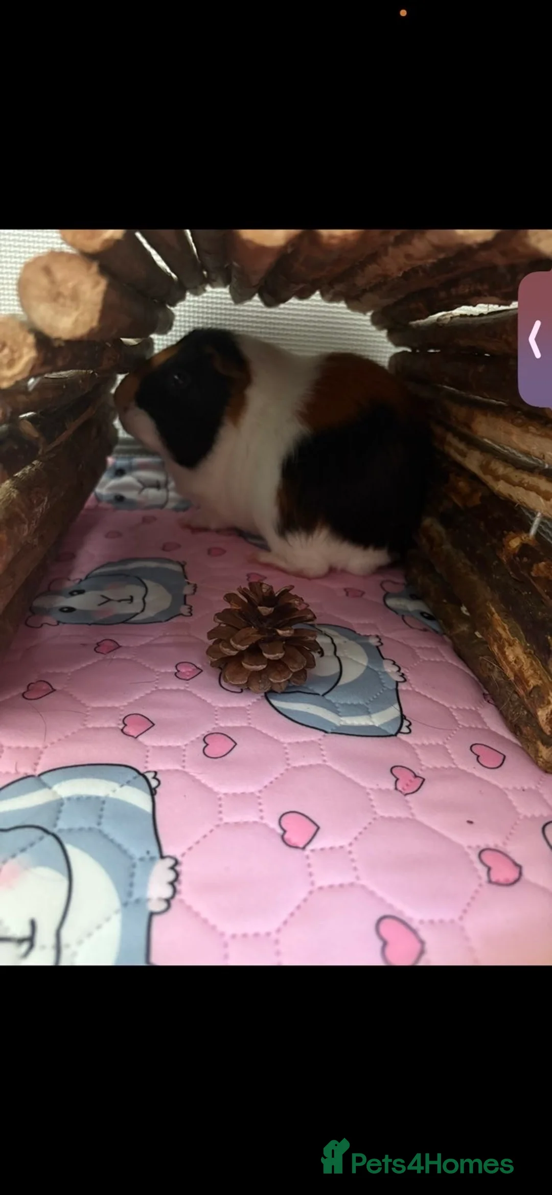Guinea Pig rodents for sale: Male guinea pig  in Milton Keynes - Advert 2
