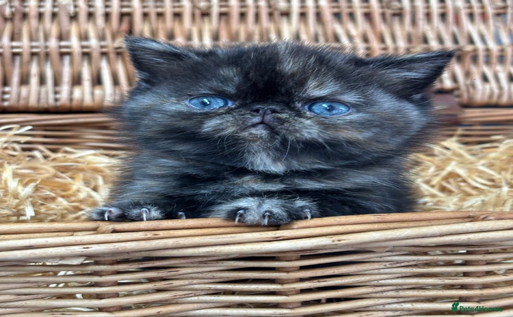 Exotic cats - Advert 1