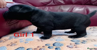 Staffordshire Bull Terrier dogs - Advert 3