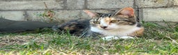 Mixed Breed cats for sale: 2 year old spayed female  - Advert 3