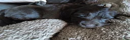Cocker Spaniel dogs for sale: Show x working Cocker spaniel puppies Liver/golden - Advert 12