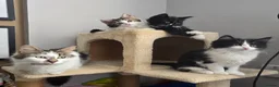 Turkish Angora cats for sale: 5 wonderful fur babies (4girls,1boy) in London - Advert 16