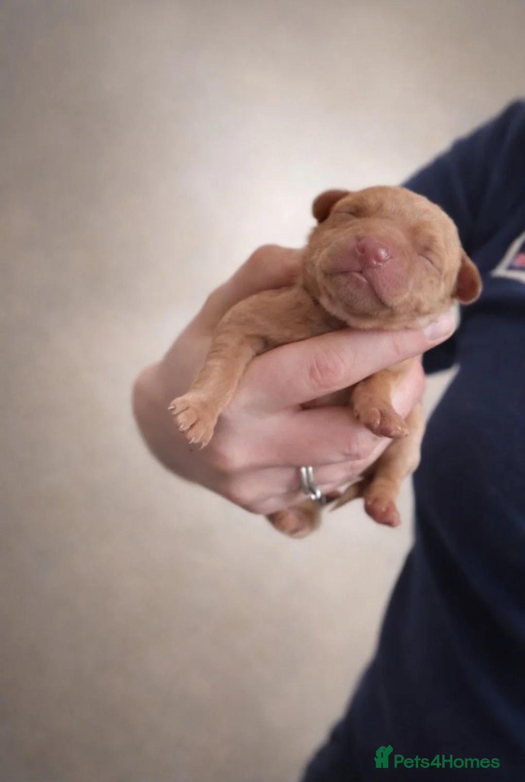 Labrador Retriever dogs for sale: Labrador litter - Advert 8