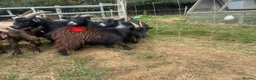 Goats livestock for sale: 7 Pygmy goats for sale - Advert 5