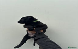Belgian Shepherd Dog dogs for sale: Belgian Malinois Puppies For Sale  - Image 17