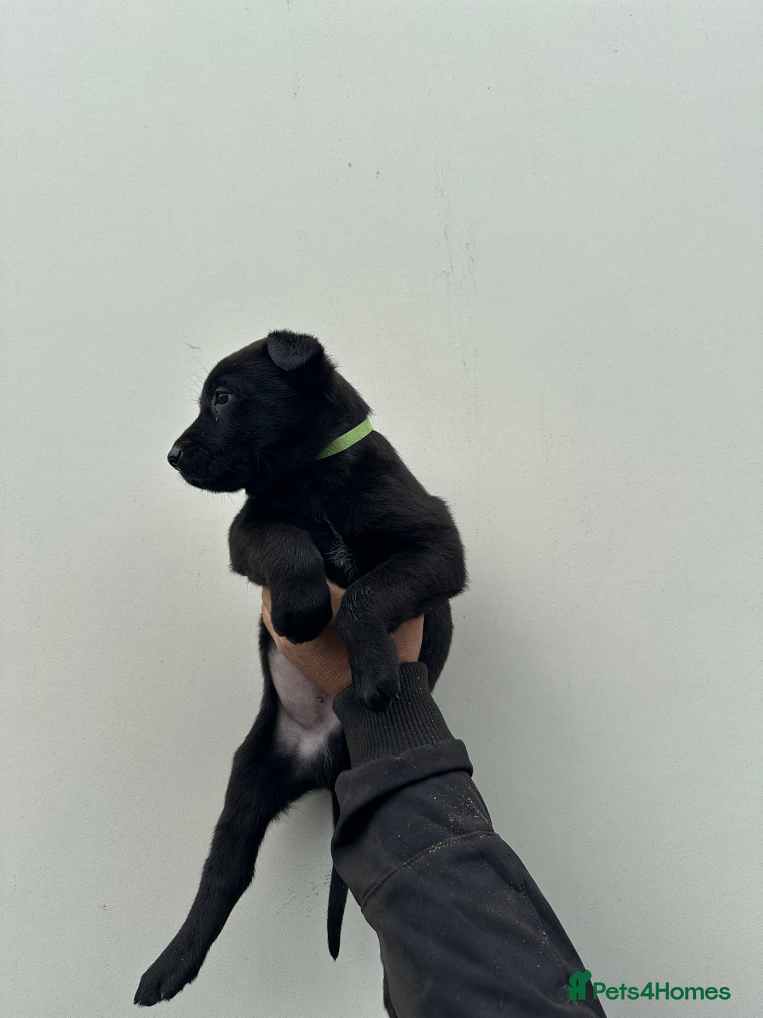 Belgian Shepherd Dog dogs for sale: Belgian Malinois Puppies For Sale  - Image 17