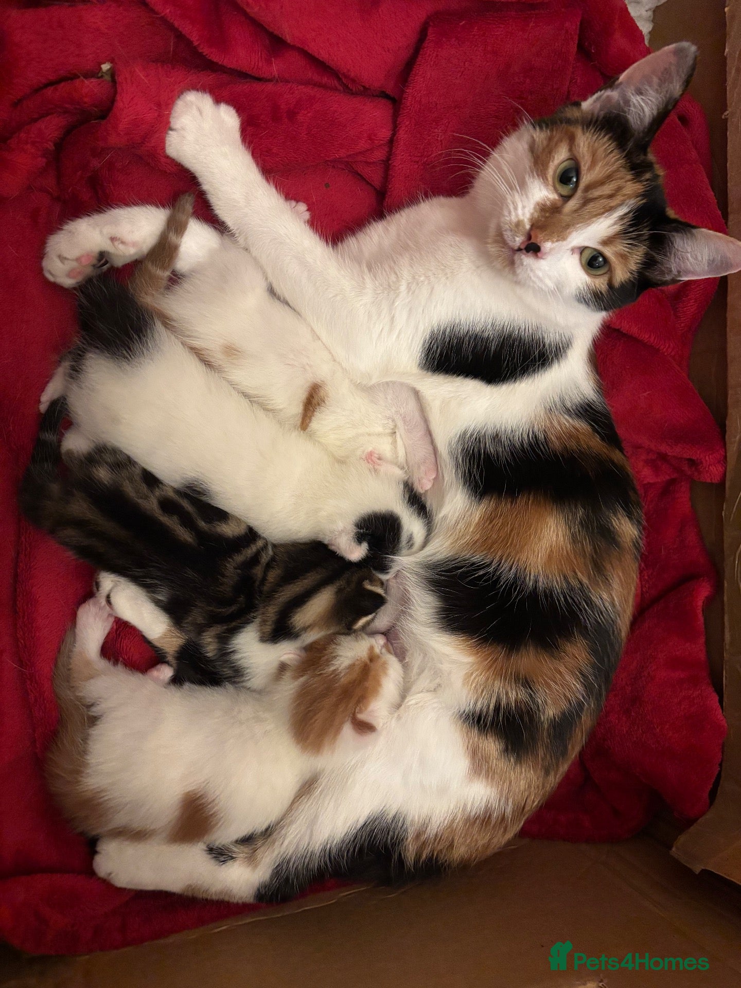 Mixed Breed cats Beautiful kittens for sale - Advert 1