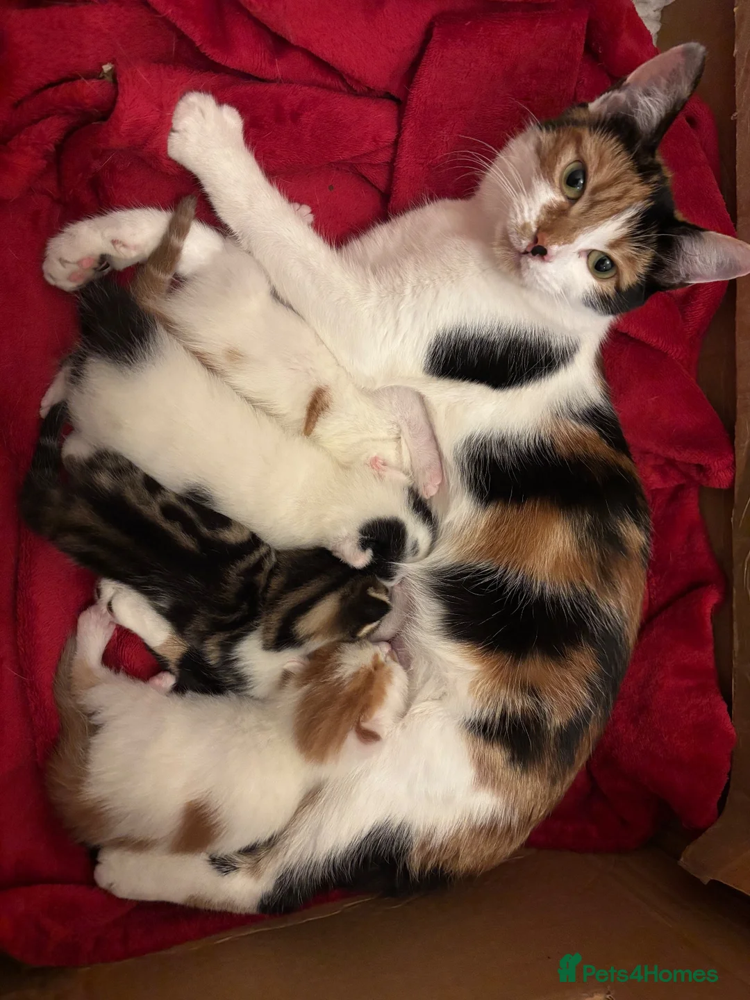 Mixed Breed cats for sale: Beautiful kittens for sale - Advert 1