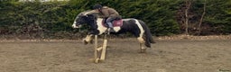 Other Breed horses for sale: Willow  - Advert 1