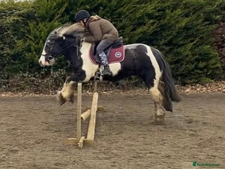 Other Breed horses Willow - Advert 1