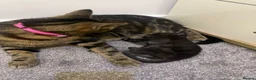 Mixed Breed cats for sale: Puma girl - Advert 2