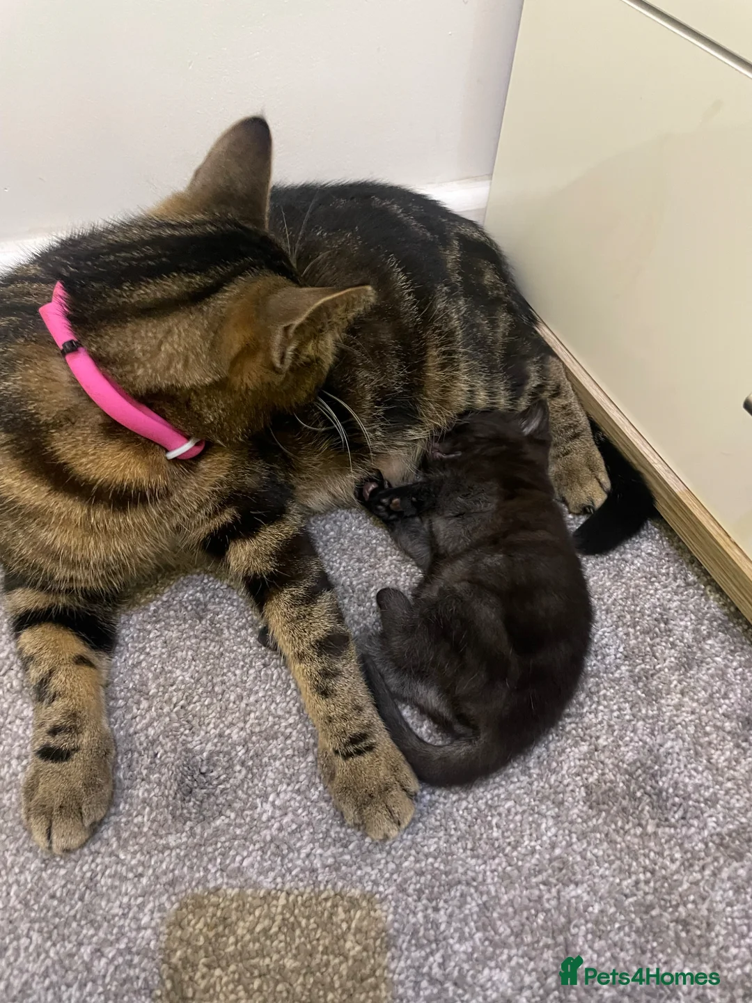 Mixed Breed cats for sale: Puma girl - Advert 2