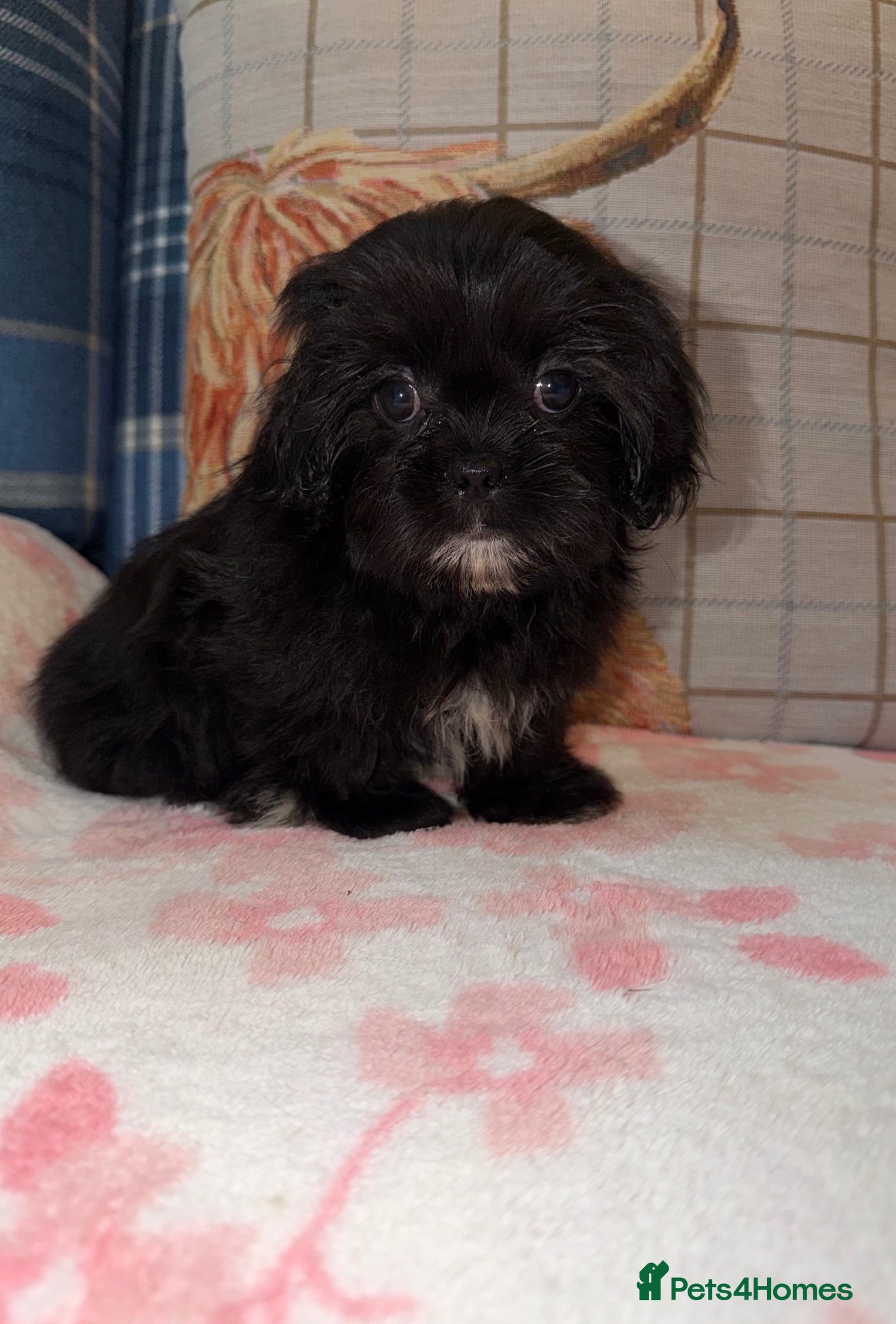 Shih Tzu dogs 💖💙Stunning Black Shih Tzu Puppies💙💖 - Advert 2