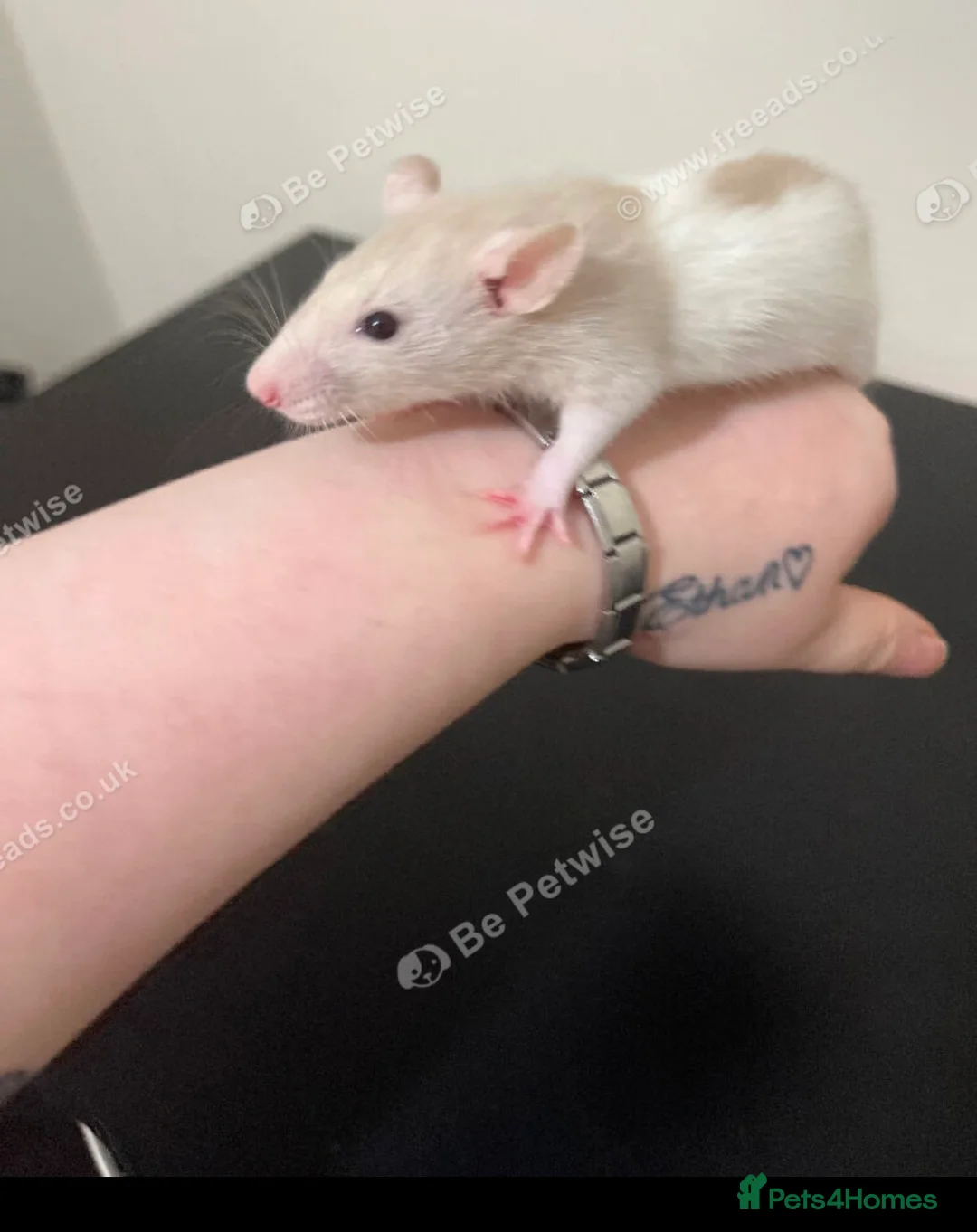 Rat rodents for sale: Baby rats for sale  - Advert 13