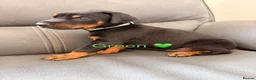 Dobermann dogs for sale: Beautiful Doberman Puppies for sale  in Spalding - Advert 8
