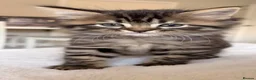 Mixed Breed cats for sale: Maine Coon x Bengal Adorable Kittens  in Camberley - Advert 4