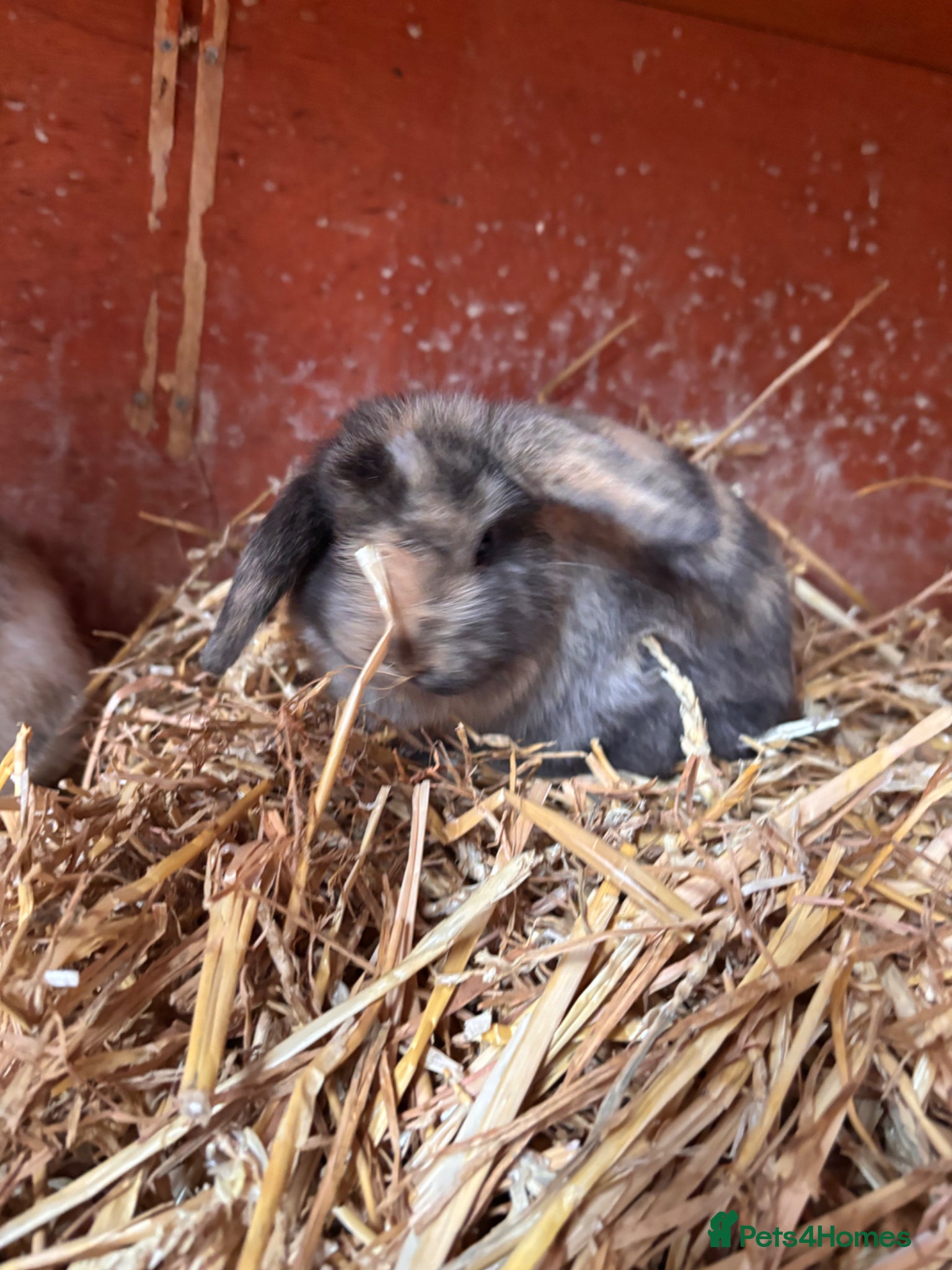 Mini Lop rabbits for sale: 2 beautiful baby’s rabbits for sale  - Advert 4