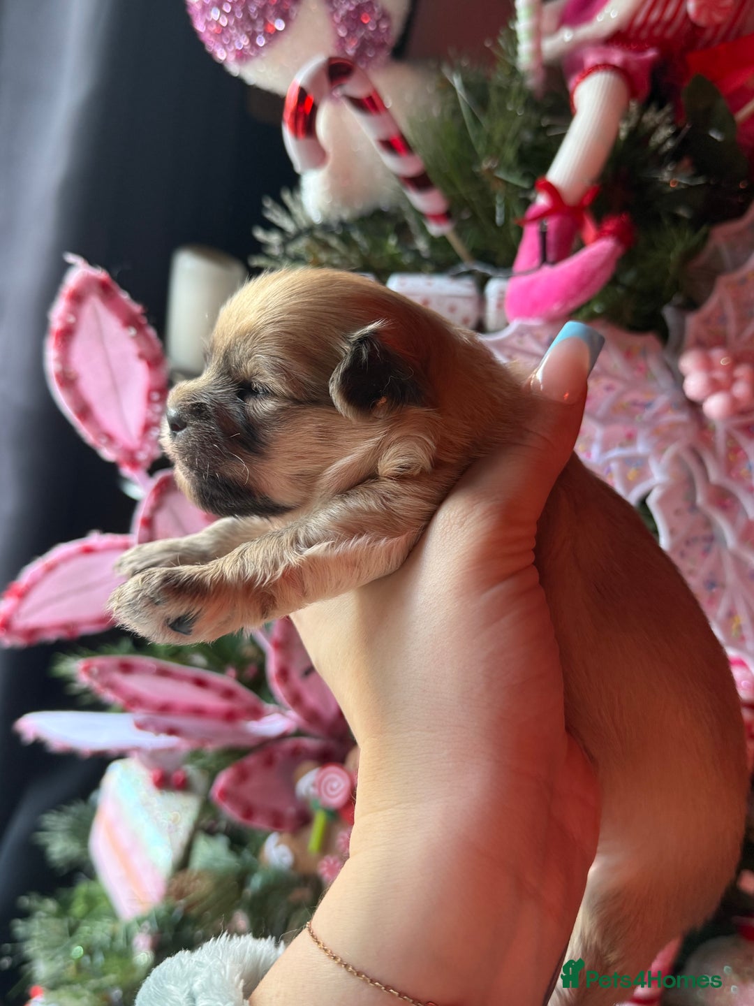 Mixed Breed dogs for sale: Beautiful pups for sale!  - Advert 22