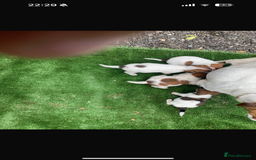 Jack Russell dogs for sale: Beautiful Jack Russell puppies  - Image 4
