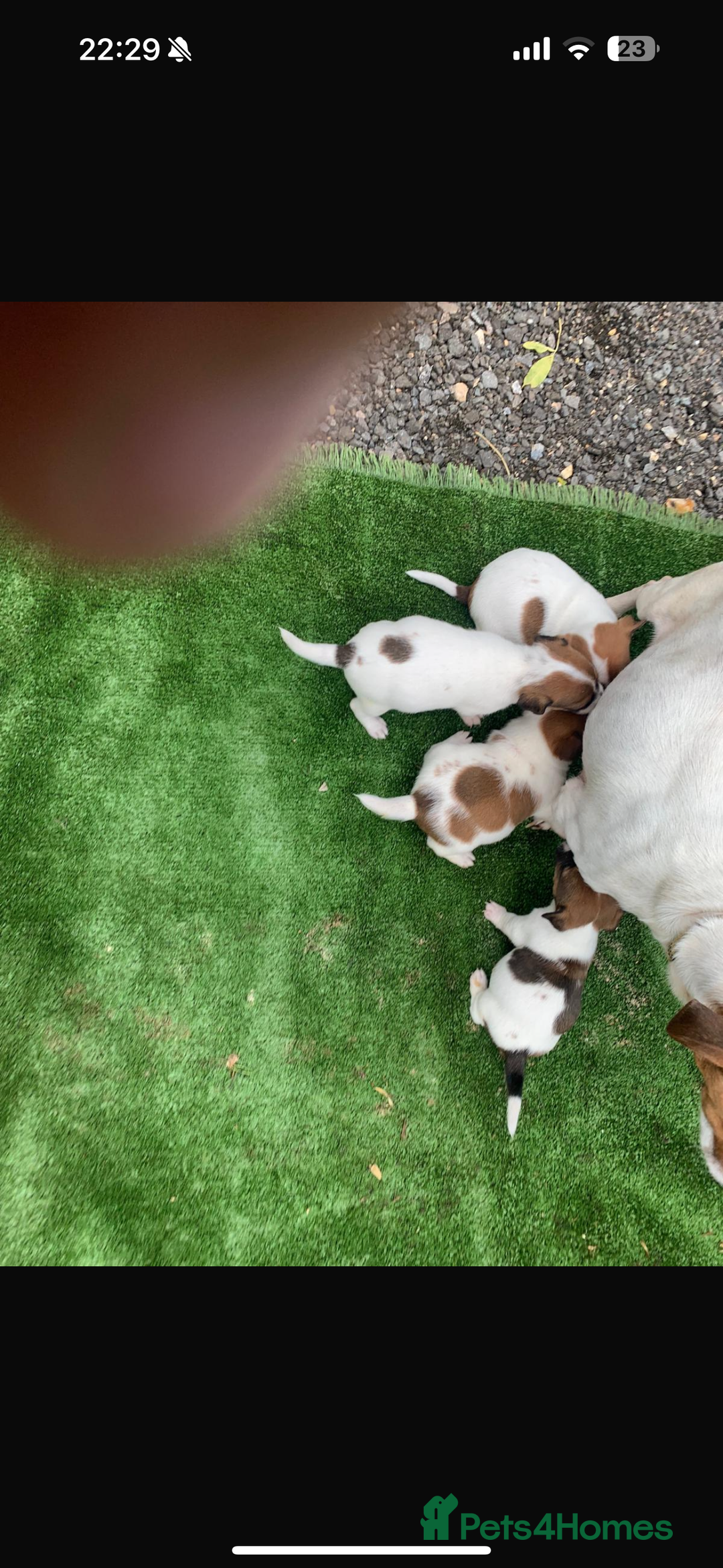 Jack Russell dogs for sale: Beautiful Jack Russell puppies  - Image 4