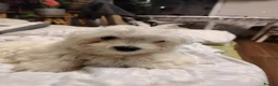 Maltese dogs for sale: New warm home's  in Plymouth - Advert 26