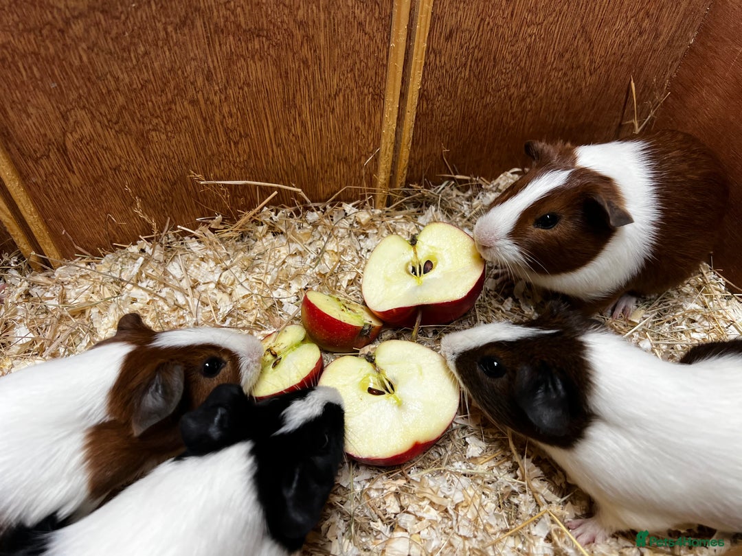 Guinea Pig rodents for sale: Bonded boars/boys - Image 11