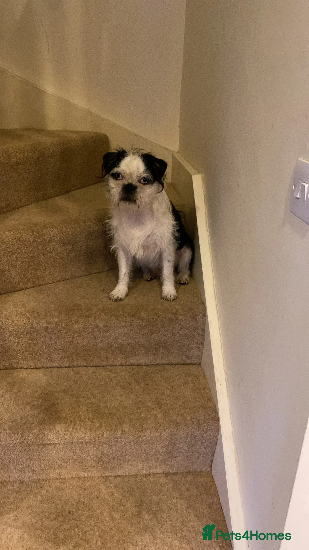 Pugapoo dogs for sale: Panda Pugapoo  in Rotherham - Advert 4