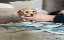 Cockapoo dogs for sale: Cockapoo puppies - Image 6