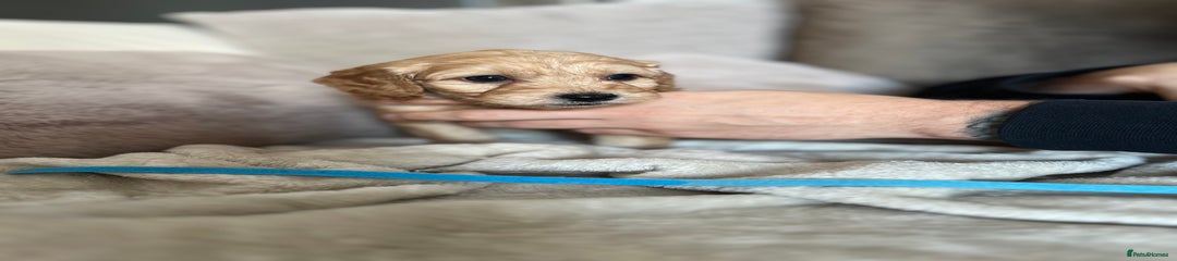 Cockapoo Puppy 2