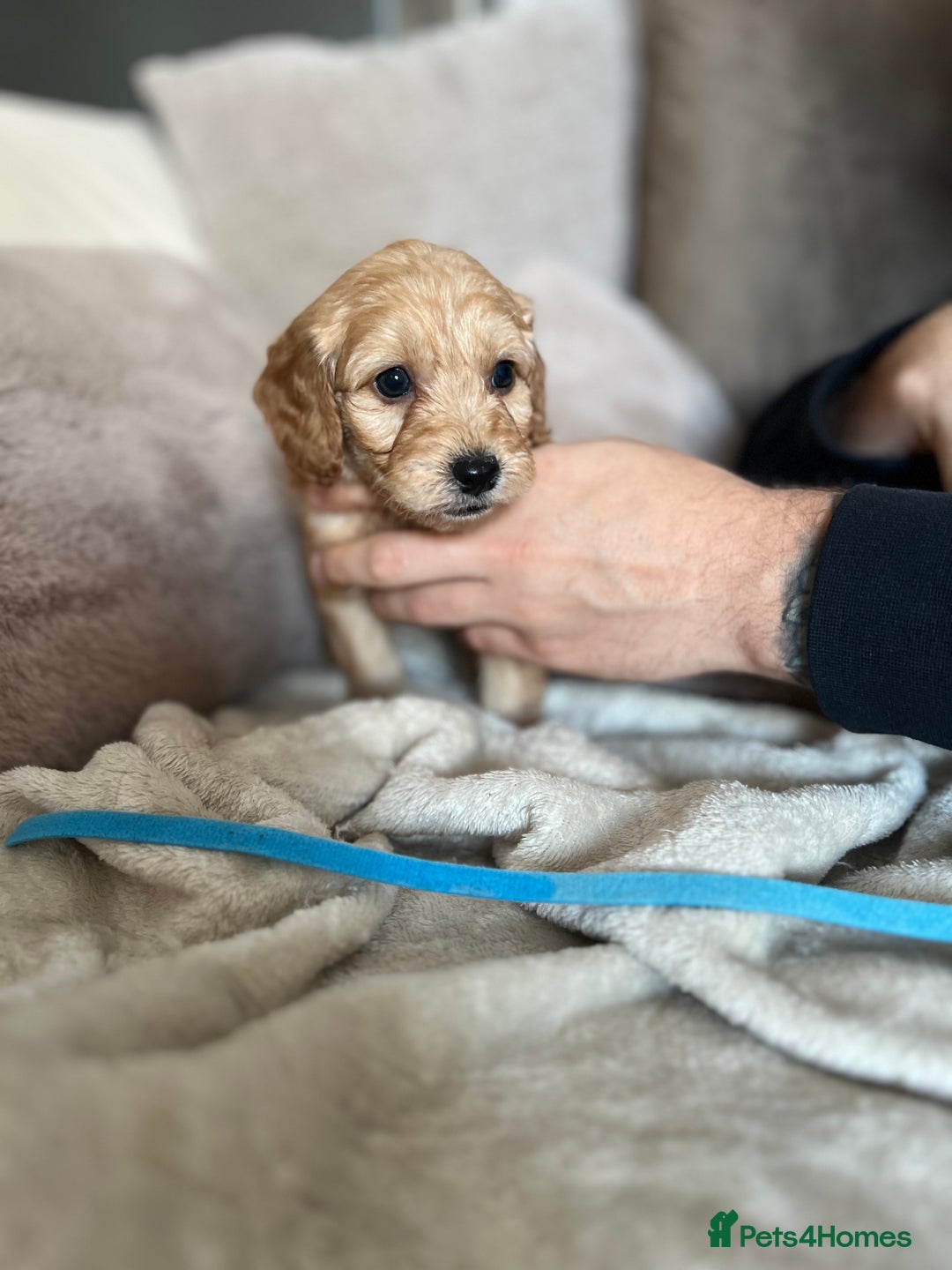 Cockapoo dogs for sale: Cockapoo puppies - Image 6