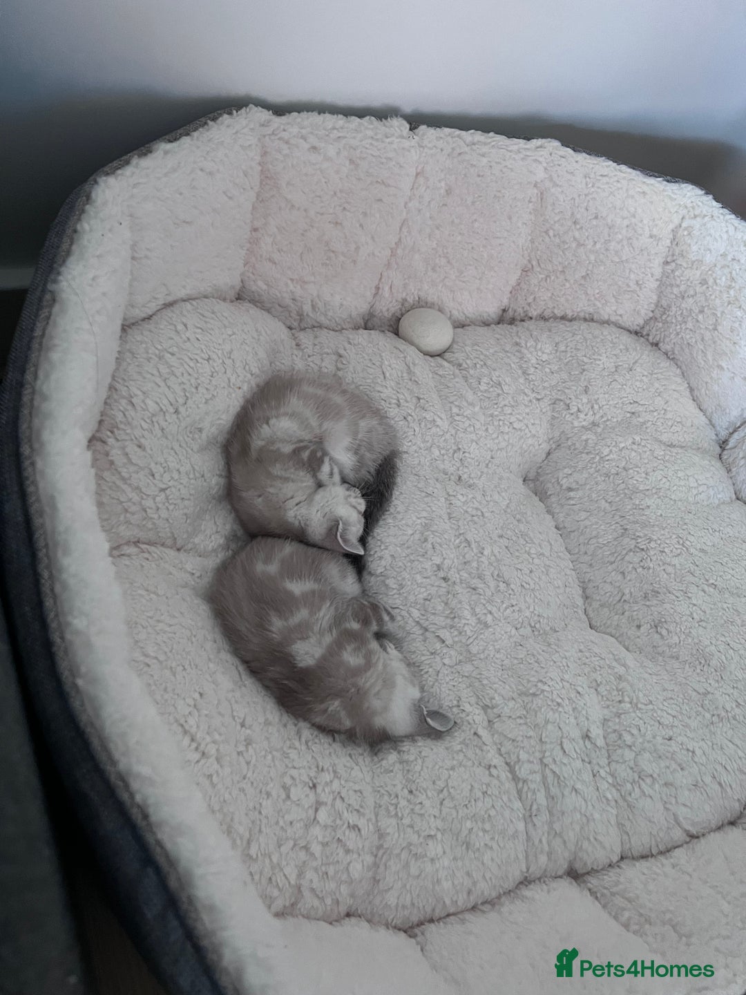 Bengal cats for sale: Buzz and Woody - Image 21