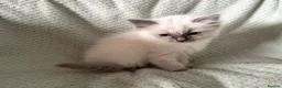 Ragdoll cats for sale: Beautiful pure ragdolls  - Advert 21