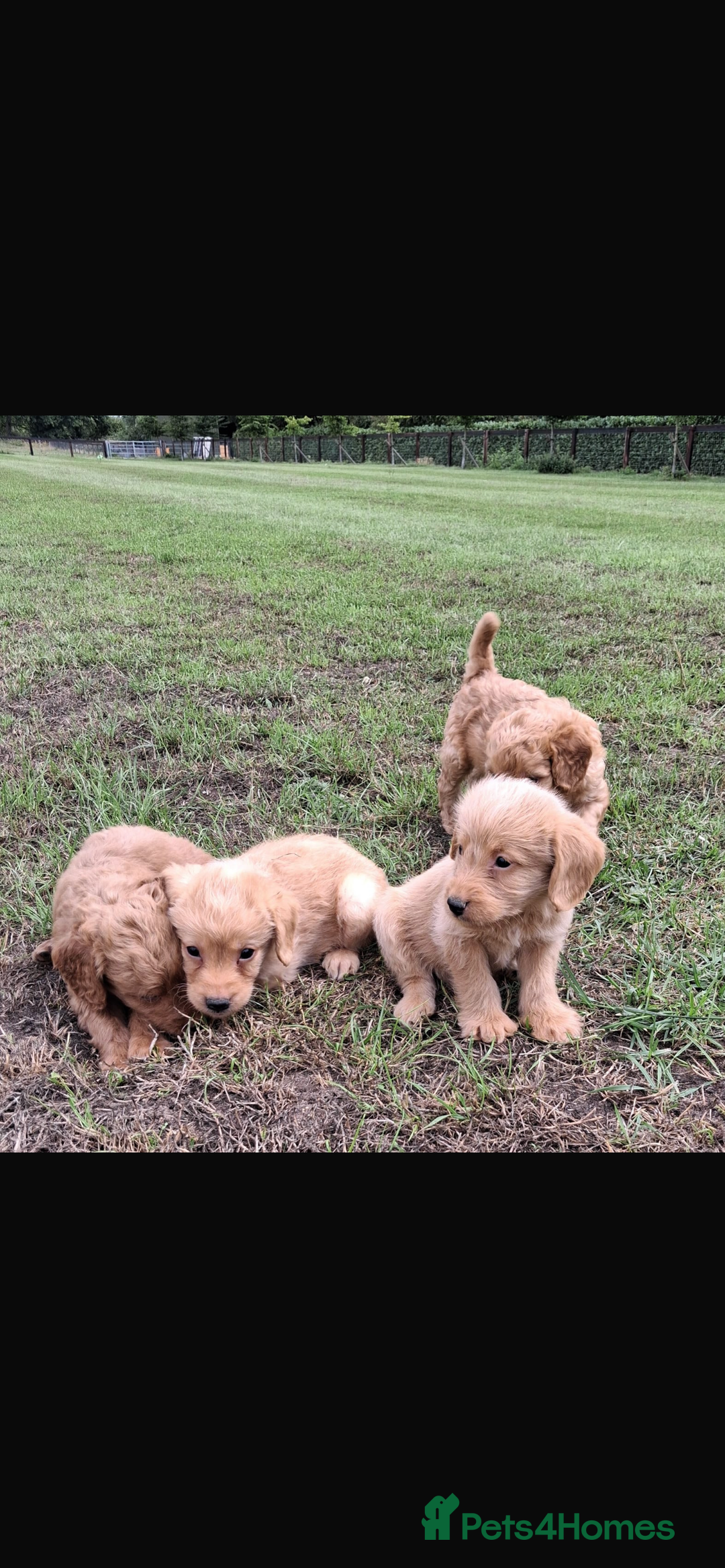 Mini Goldendoodle dogs for sale: F1 Goldendoodle puppies  - Image 19