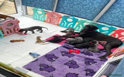 Great Dane dogs for sale: Great Dane puppies - Image 2