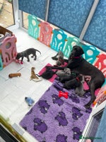 Great Dane dogs - Advert 1