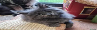 Maine Coon Kitten 3
