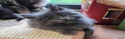 Maine Coon cats for sale: Giants maine coon kittens  in Aylesbury - Advert 13