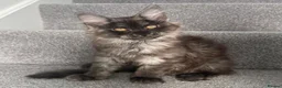 Maine Coon cats for sale: Champion line kittens 🥰 Ready to go☺️ - Advert 5