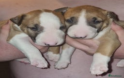 English Bull Terrier dogs for sale: English bull terrier  - Image 16