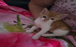 Mixed Breed cats for sale: Only male kitten - Image 5