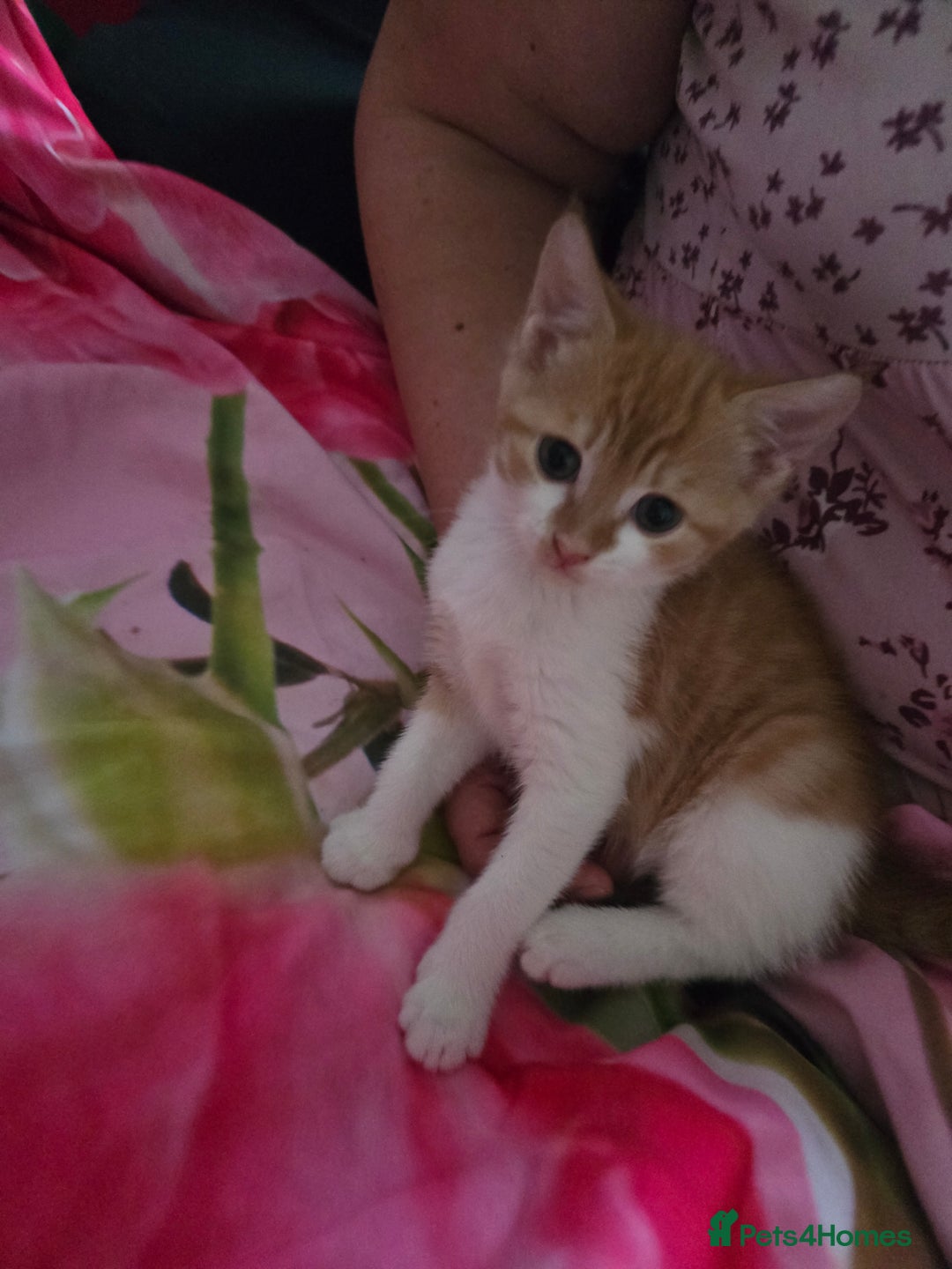 Mixed Breed cats for sale: Only male kitten - Image 5