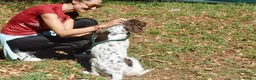 English Setter dogs for adoption: Ozuna in Woking - Advert 5